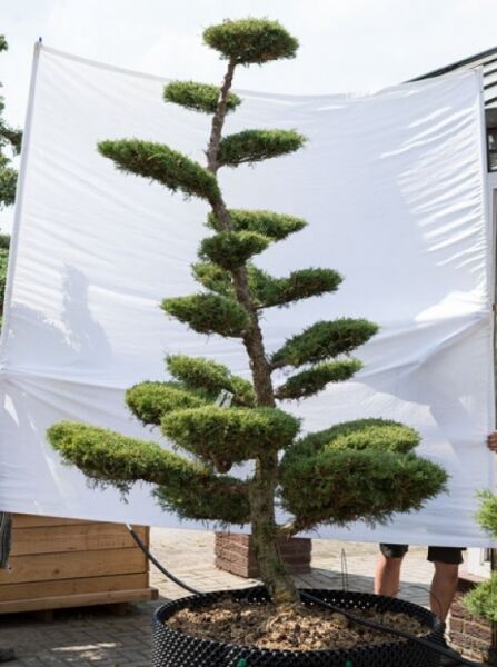 Garten-Bonsai Juniperus media 'Hetzii' (Garten-Wacholder), ca. 260 cm hoch, 170 cm breit, in Schale, wolkig geschnittene Polsterkrone.