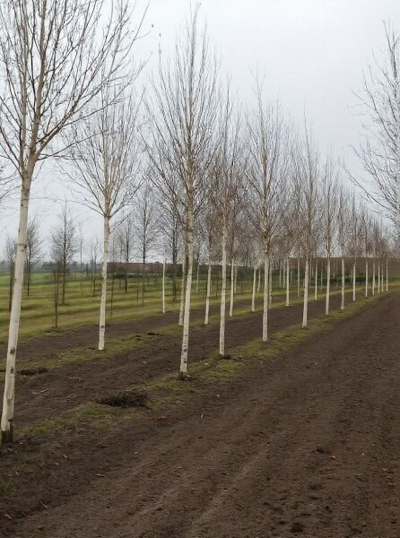 Weißrindige Himalaja-Birke (Betula utilis jacquemontii) Hochstamm 35-40 StU, Reihe laubloser Bäume mit weißer Rinde.