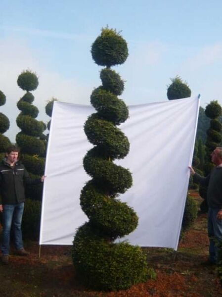 Taxus baccata (Eibe) Garten-Bonsai, spiralförmig in Kugeln geschnitten, Höhe 300–350 cm (25128)