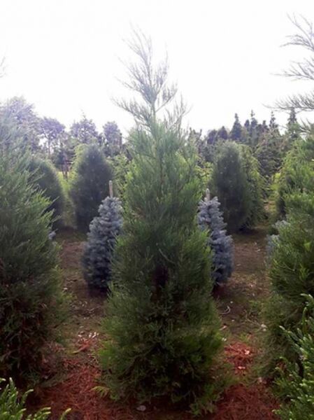 Sequoiadendron giganteum / Mammutbaum / Bergmammutbaum