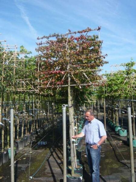 Parrotia persica, Eisenholzbaum Hochstamm-Spalier 12-14 StU, aufrechte Spalierkrone am Gerüst im Container mit Stamm 200 cm