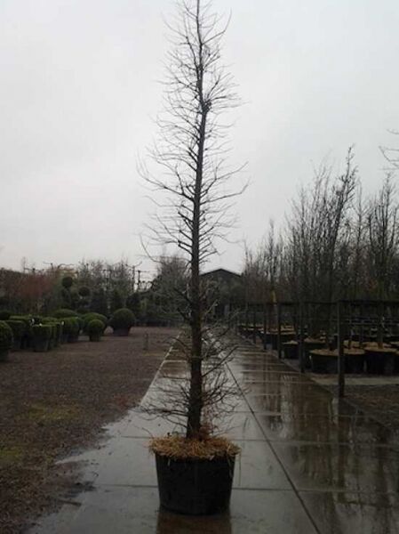 Taxodium distichum / Sumpf-Zypresse 300-350 cm C70 im Container, aufrecht wachsender Baum mit schlankem Stamm und feinen Zweigen