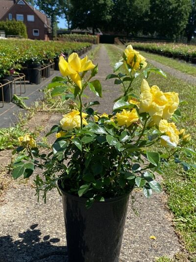 Rosa 'Loredo ®' / Bodendeckerrose 'Loredo' A-Qualität C3 im Topf, gelbe Blüten und grünes Laub