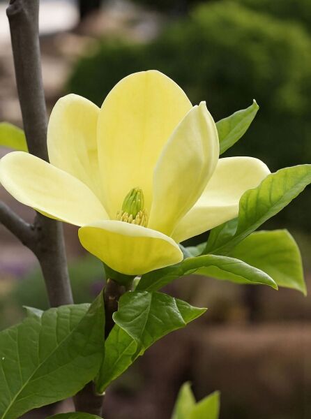 Magnolia brooklynensis 'Yellow Bird' / Magnolie 'Yellow Bird' mit gelber Blüte und grünen Blättern am Zweig