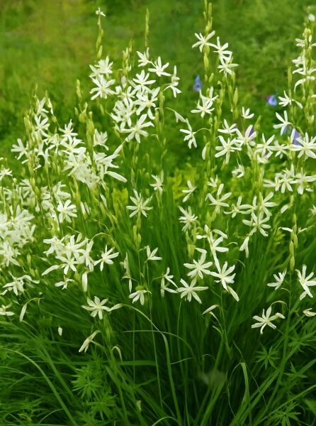 Anthericum liliago (Astlose Graslilie) mit aufrechten Stängeln und zahlreichen weißen, sternförmigen Blüten in Horstform