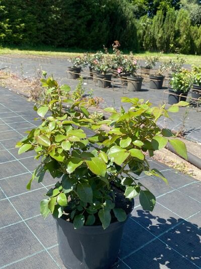 Edelrose 'Ambiente' ® / Edelrose 'Ambiente' ®