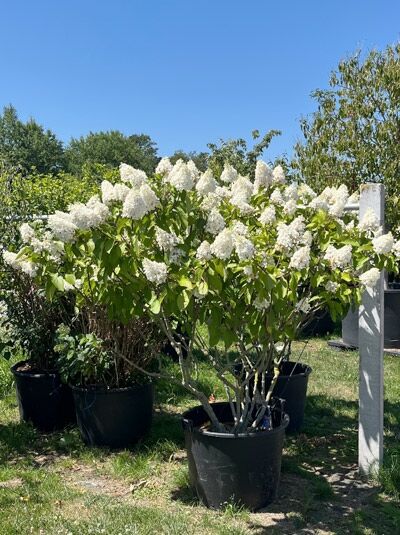 Rispen-Hortensie 'Pinky Winky ®' Schirmform / Hydrangea paniculata 'Pinky Winky ®' Schirmform (876148)