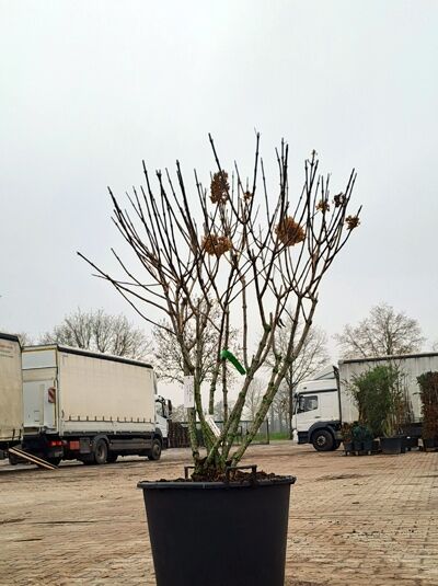 Rispen-Hortensie Hydrangea paniculata 'Silver Dollar', Schirmform 125-150 cm im Container, mehrstämmiger Strauch mit kahlen Trieben.