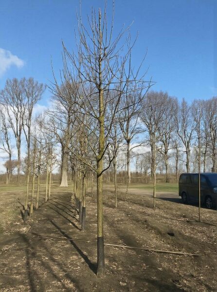 Pyrus communis 'Saint Remy' / Birne 'Saint Remy' Hochstamm 20-25 StU, Baum mit geradem Stamm und verzweigter Krone ohne Laub