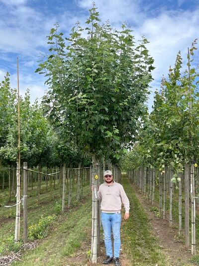 Populus alba 'Raket' / Weiß-Pappel 'Raket' Hochstamm 20-25 StU mit Drahtballen, schmaler Kronenaufbau am Stamm