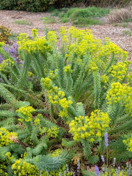 Steppen-Wolfsmilch 'Sternenwolke' / Steppen-Wolfsmilch 'Sternenwolke'