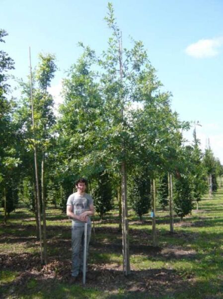 Quercus palustris (Sumpf-Eiche) Hochstamm 16-18 StU mit Drahtballen, sommergrüner Baum im Feldanbau mit Stammstütze.