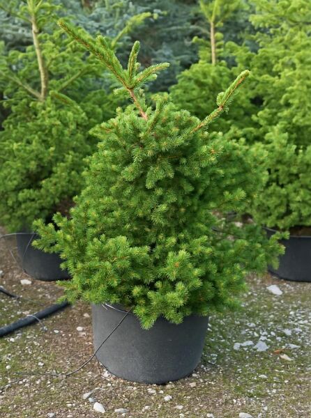 Picea pungens 'Lucky Strike' / Stech-Fichte 'Lucky Strike' 80-100 cm C50 als topfgezogener Nadelbaum im Container