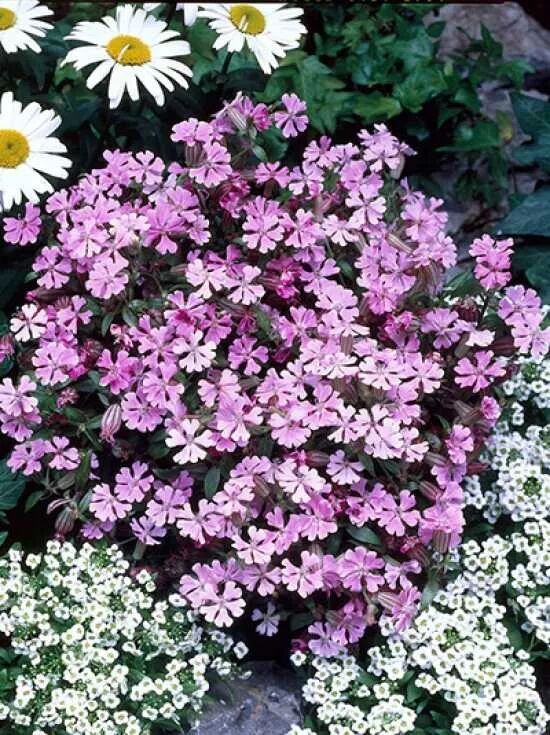 Kaukasisches Herbstleimkraut / Garten-Leimkraut / Silene schafta