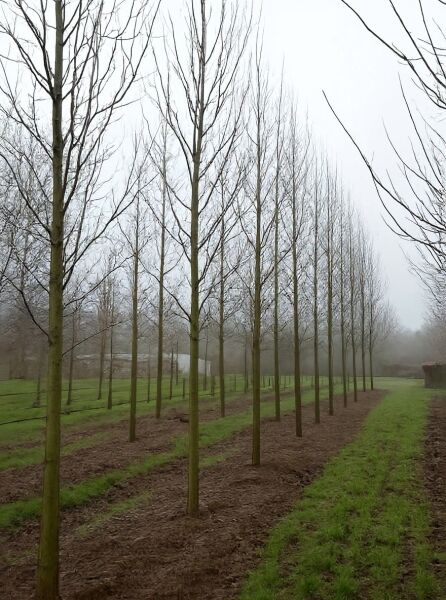 Rot-Ahorn Acer rubrum 'Scanlon', Hochstamm 25-30 StU, Reihe junger Bäume mit geradem Stamm und kahlen Ästen im Feld.