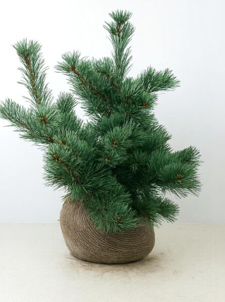 Pinus parviflora 'Negishi' / kompakte blaue Mädchenkiefer 50-60 cm m. B., buschiger Nadelbaum mit blaugrünen Nadeln im Ballen