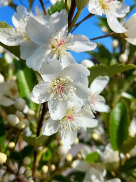 Hoheria ‚Stardust' / Hoheria ‚Stardust'