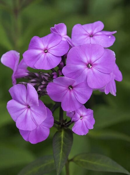 Sommer-Phlox, Hohe-Flammenblume 'Sweet Summer Temptation ®' / Sommer-Phlox, Hohe-Flammenblume 'Sweet Summer Temptation ®'