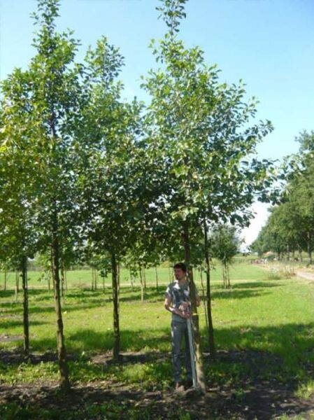 Alnus glutinosa (Schwarz-Erle) Hochstamm 20-25 StU m. Db., junger Baum mit geradem Stamm und grüner Krone in Baumschule