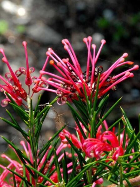 Grevillea juniperina / Wacholderblättrige Australische Silbereiche