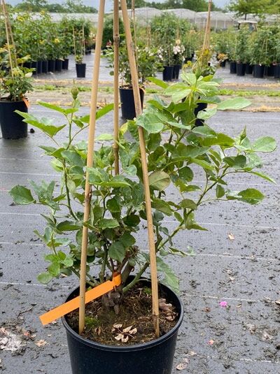 Kletterrose Rosa 'Orange Dawn' im C5-Topf, mit grünen Blättern und aufrechten Trieben an Bambusstäben.