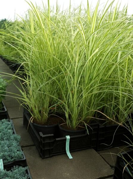 Miscanthus sinensis 'Variegatus' – Weißbuntes Chinaschilf 'Variegatus' C10 im Topf mit grün-weiß gestreiften, schmalen Blättern.