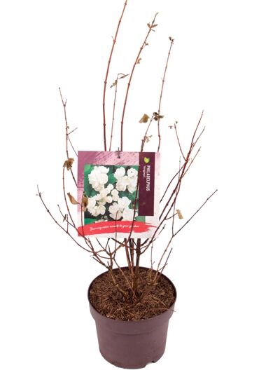 Großblütiger Pfeifenstrauch 'Belle Etoile' / Philadelphus 'Belle Etoile'