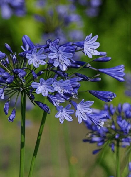 Garten-Schmuck-Lilie Agapanthus africanus 'Blue Triumphator' mit blauvioletten Blütendolden und Knospen am Stiel.