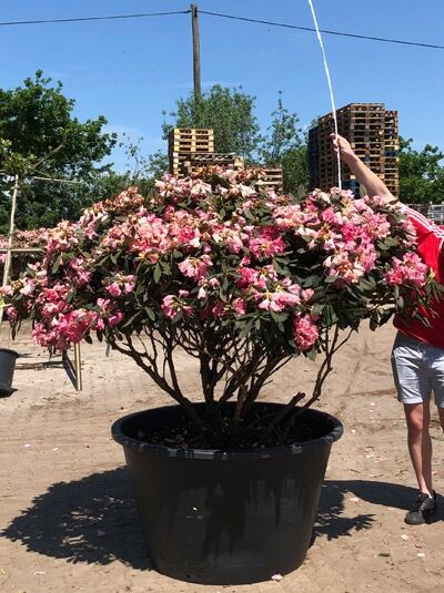 Rhododendron 'Sneezy' H: 140 cm B: 200 cm (6028) / Rhododendron yakushimanum 'Sneezy' Schirmform
