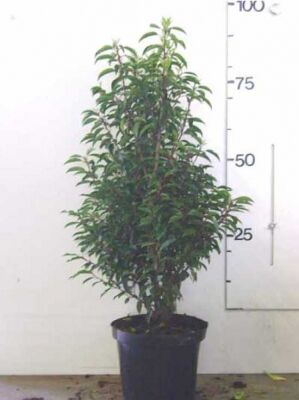 Kirschlorbeer / Prunus ideal als Heckenpflanze, Solitär oder