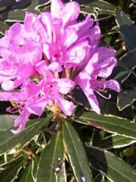 Pontischer Rhododendron 'Variegatum' / Rhododendron ponticum 'Variegatum'