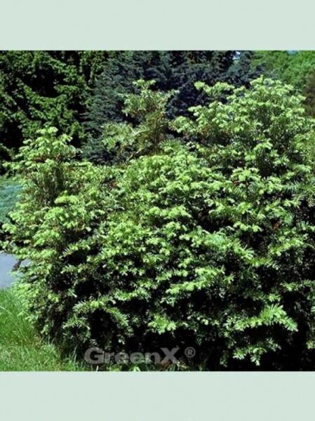 Japanische Kopfeibe / Japanische Pflaumeneibe / Japanische Kopfeibe / Japanische Pflaumeneibe