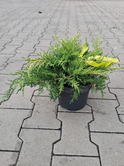Juniperus pfitzeriana 'Gold Star' / Pfitzer-Wacholder 'Gold Star' 30-40 cm (breit) C2 im Pflanztopf, flach wachsendes Nadelgehölz