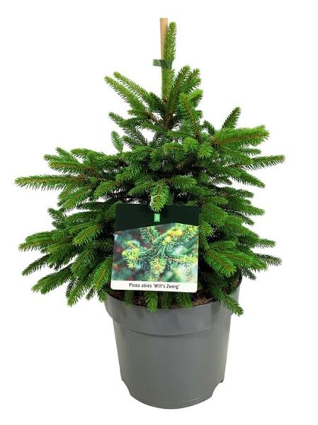Zwerg-Rot-Fichte 'Will' / Picea abies 'Wills Zwerg'