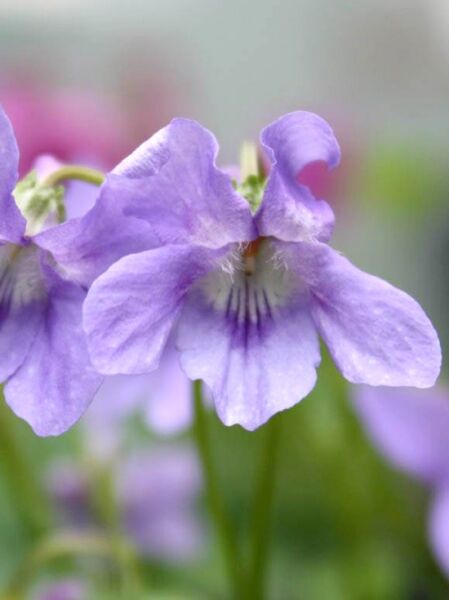 Viola reichenbachiana / Wald-Veilchen