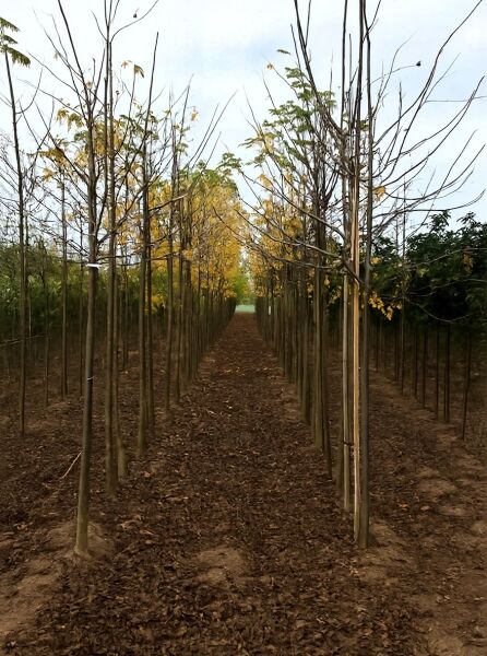 Gemeine Walnuss (Juglans regia), Hochstamm 10-12 StU mit Drahtballierung, junger Baum mit schlankem Stamm in Baumschulreihe.