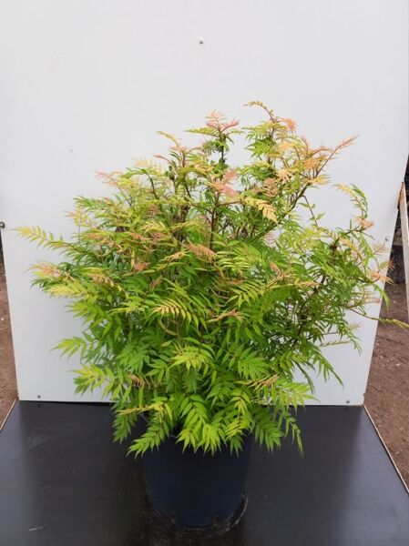 Sorbaria sorbifolia 'Sem' / Sibirische Fiederspiere 'Sem', buschige Pflanze im Topf, 50–60 cm, C12, gefiedertes Laub mit rötlichem Austrieb