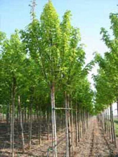 Acer saccharinum 'Pyramidale' / Silber-Ahorn 'Pyramidale'
