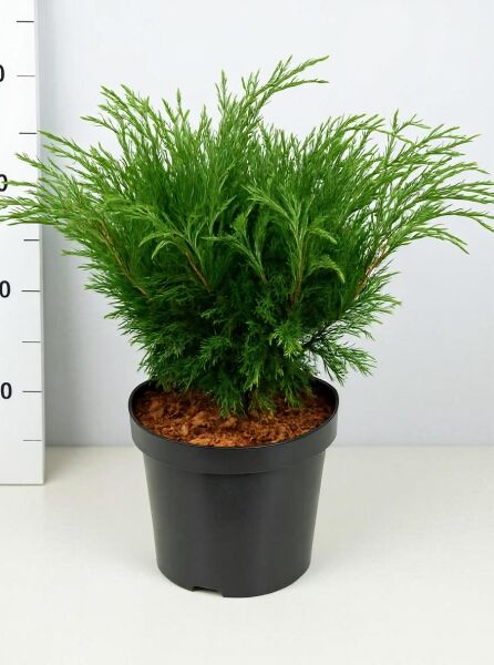 Juniperus sabina, Sadebaum (Stink-Wacholder), 40–50 cm, C7: buschige, grüne Konifere im schwarzen Kulturtopf.