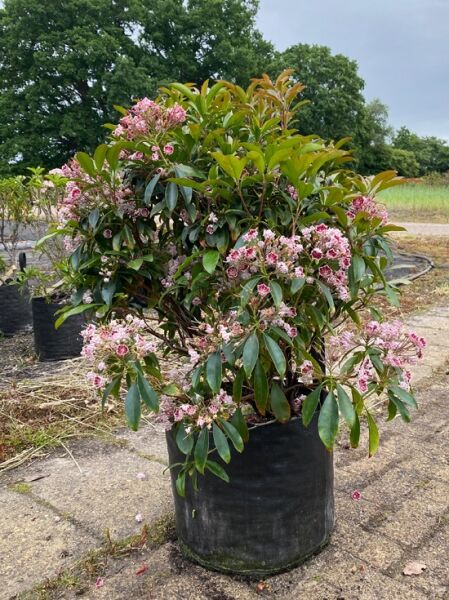 Kalmia latifolia 'Jans Delight' (Lorbeerrose/Berglorbeer) Solitär, 60–70 cm, im Topf mit rosafarbenen Blüten und grünen Blättern