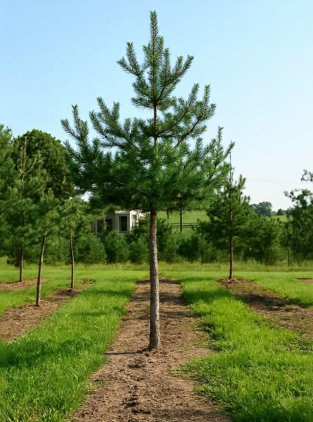 Pinus sylvestris (Gewöhnliche Kiefer) Hochstamm 35-40 StU, gerader Stamm mit lockerer Krone und grünen Nadeln.