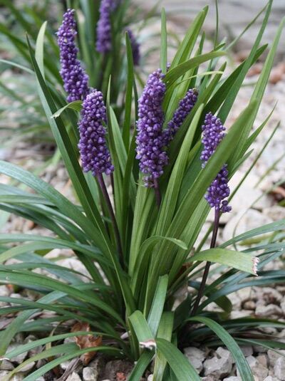 Liriope muscari 'Royal Purple' / Lilientraube 'Royal Purple' mit grünen, schmalen Blättern und violetten Blütenähren
