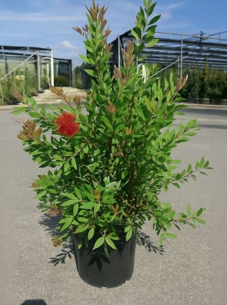 Callistemon laevis (Zylinderputzer) 60-80 cm C10, buschige Pflanze im Topf mit grünem Laub und roter Blüte.