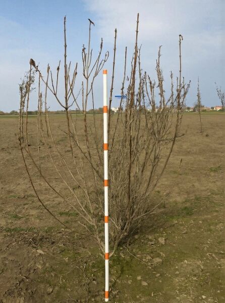 Weigela 'Bristol Ruby' / Weigelie 'Bristol Ruby', Strauch 125–150 cm mit Drahtballen, mehrtriebig und unbelaubt im Feld.
