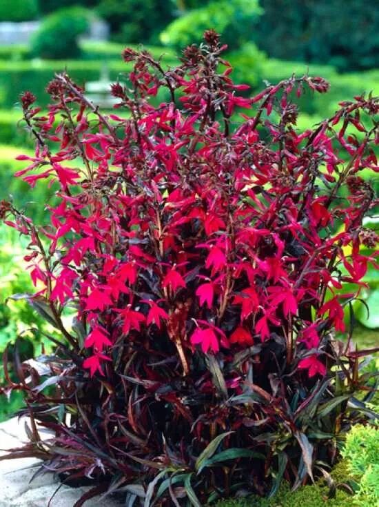 Lobelie / Lobelia speciosa Russian Princess