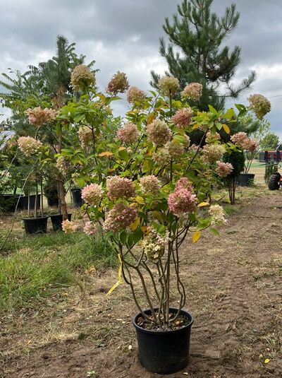 Limonenfarbene Rispen-Hortensie Hydrangea paniculata 'Limelight' 125-150 cm im Container, Schirmform, mehrstämmig mit Rispenblüten