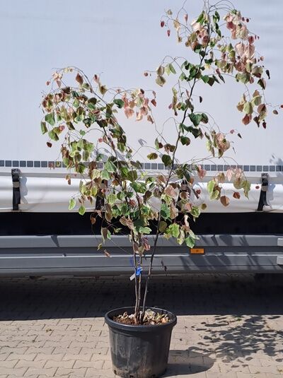 Kanadischer Judasbaum ’ Carolina Sweetheart’ / Cercis ‘Carolina Sweetheart‘ (874229)