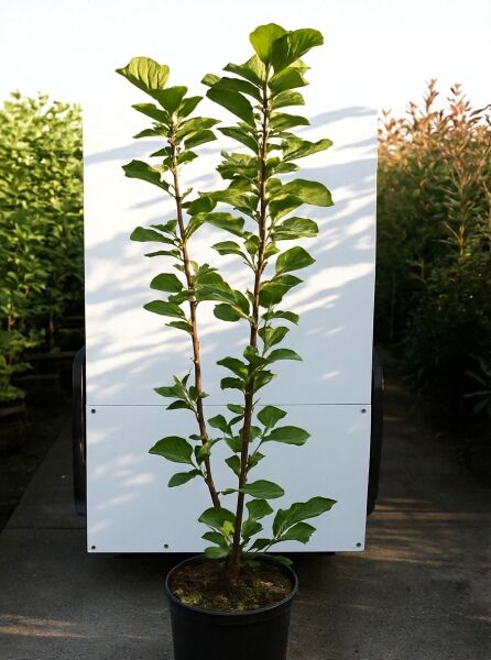 Magnolia denudata (Yulan-Magnolie) 100-125 cm C20, Kübelpflanze mit zwei aufrechten Trieben und grünen Blättern