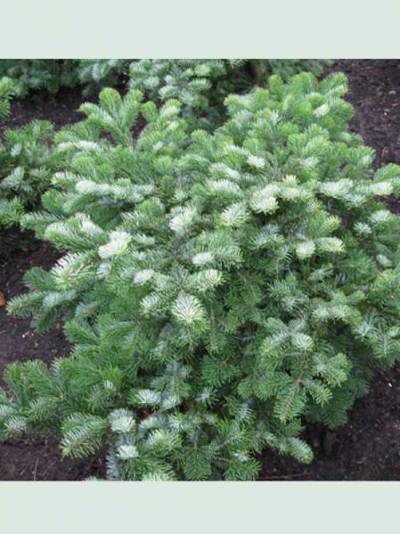 Abies amabilis 'Spreading Star' Purpurtanne mit grünen Nadeln und hellen Spitzen, kompakter und breit wachsender Nadelbaum.