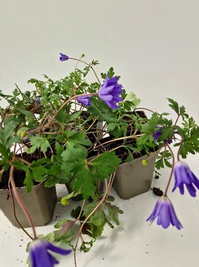 Blaue Frühlings-Anemone (Anemone blanda) 'Blue Shades' im Topf P9 mit violettblauen Blüten und gelapptem Laub